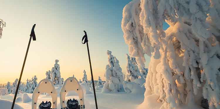 Winter landscape with snow and trees and blue sky and snowshoes