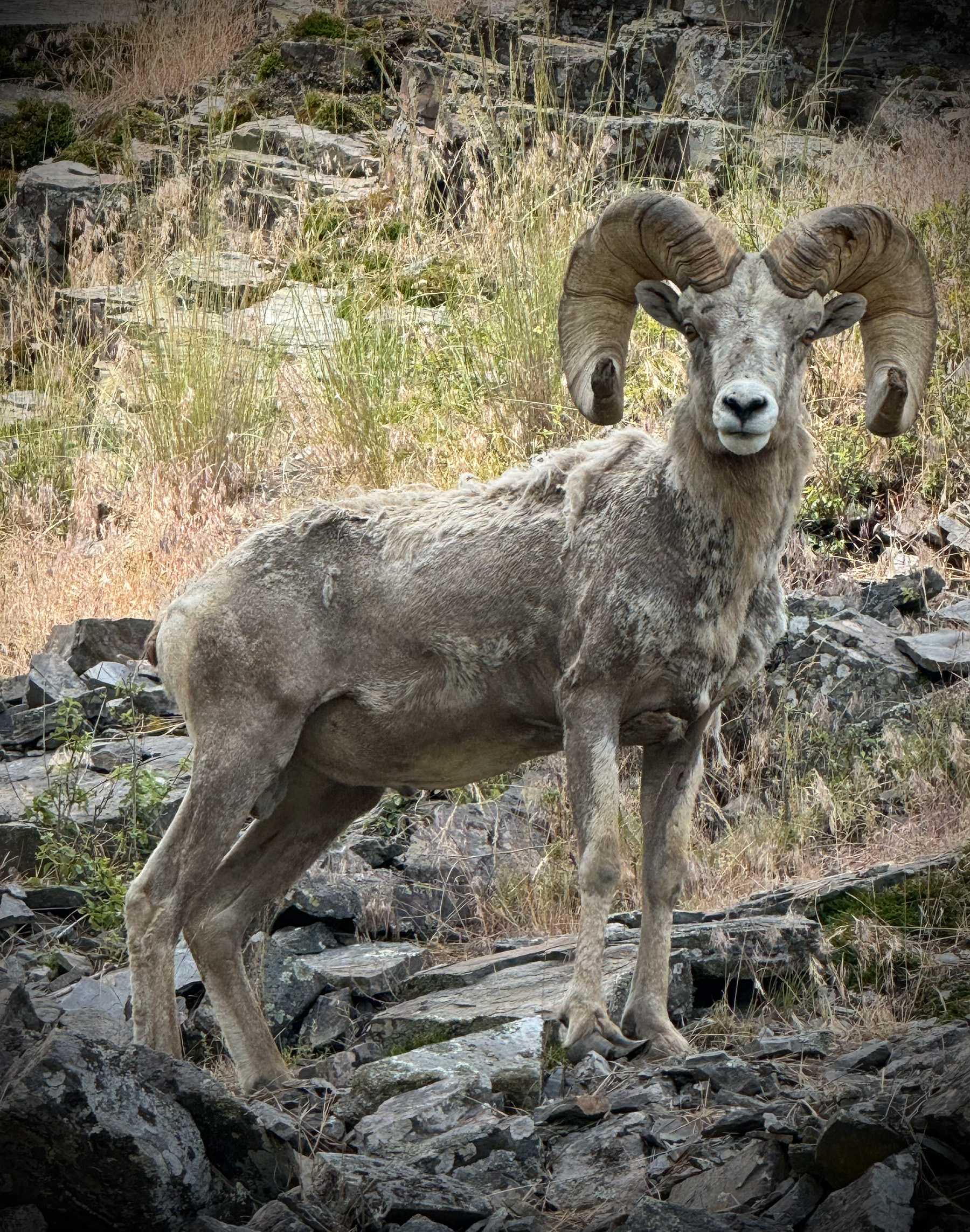 Big Horn Sheep on Wild Horse Island