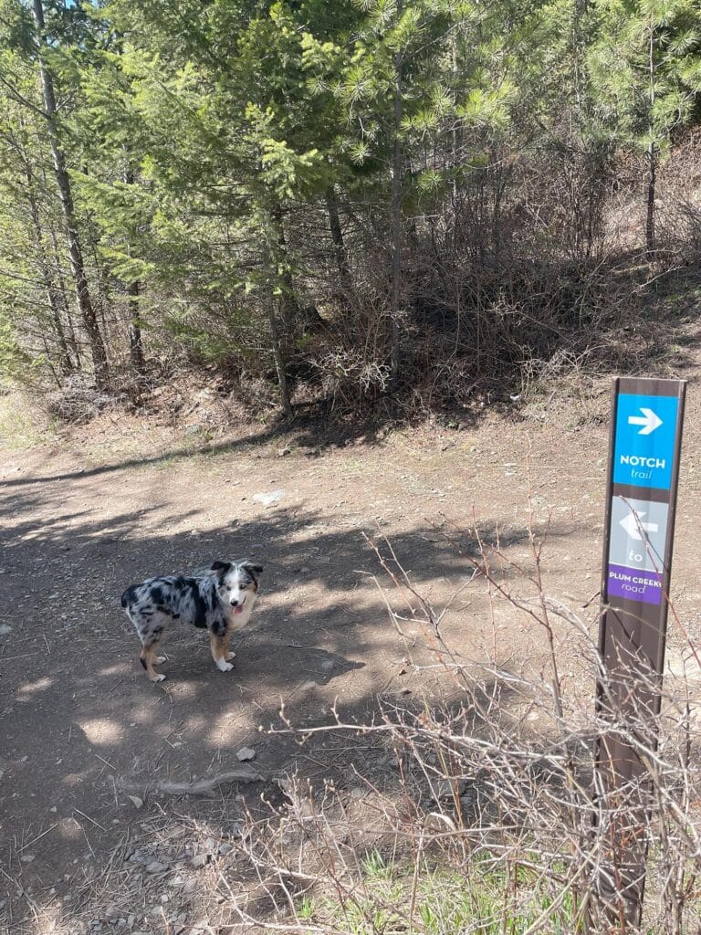 Dog at Notch Trail at Herron Park Montana