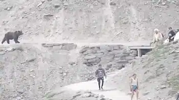 People Meet Grizzly Bear on Highline Trail