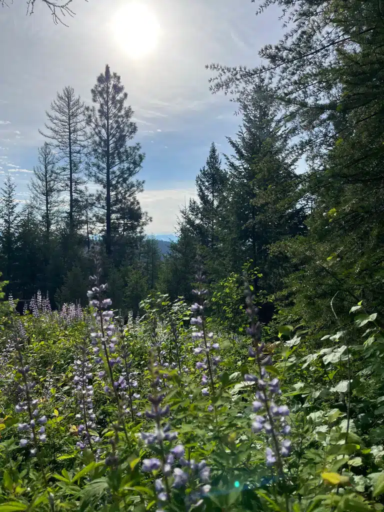 Herron Park Wildflowers