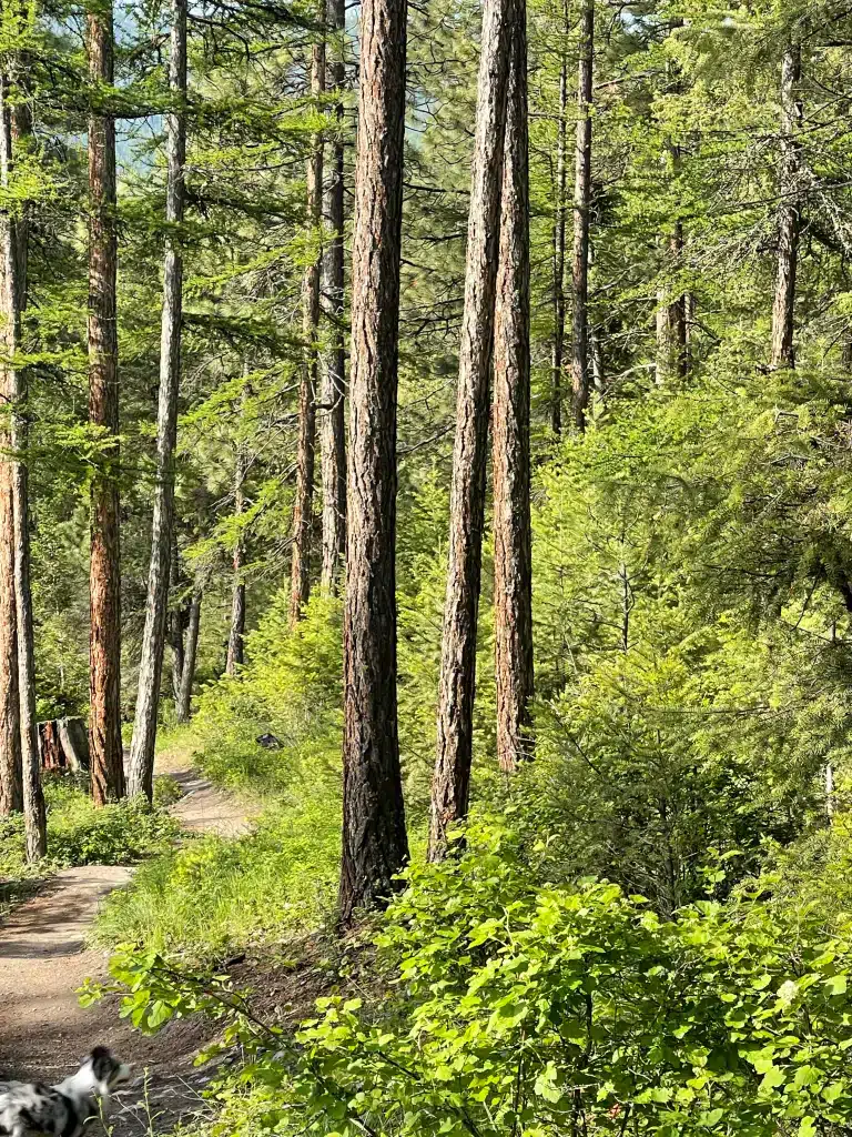 Herron Park in the Summer