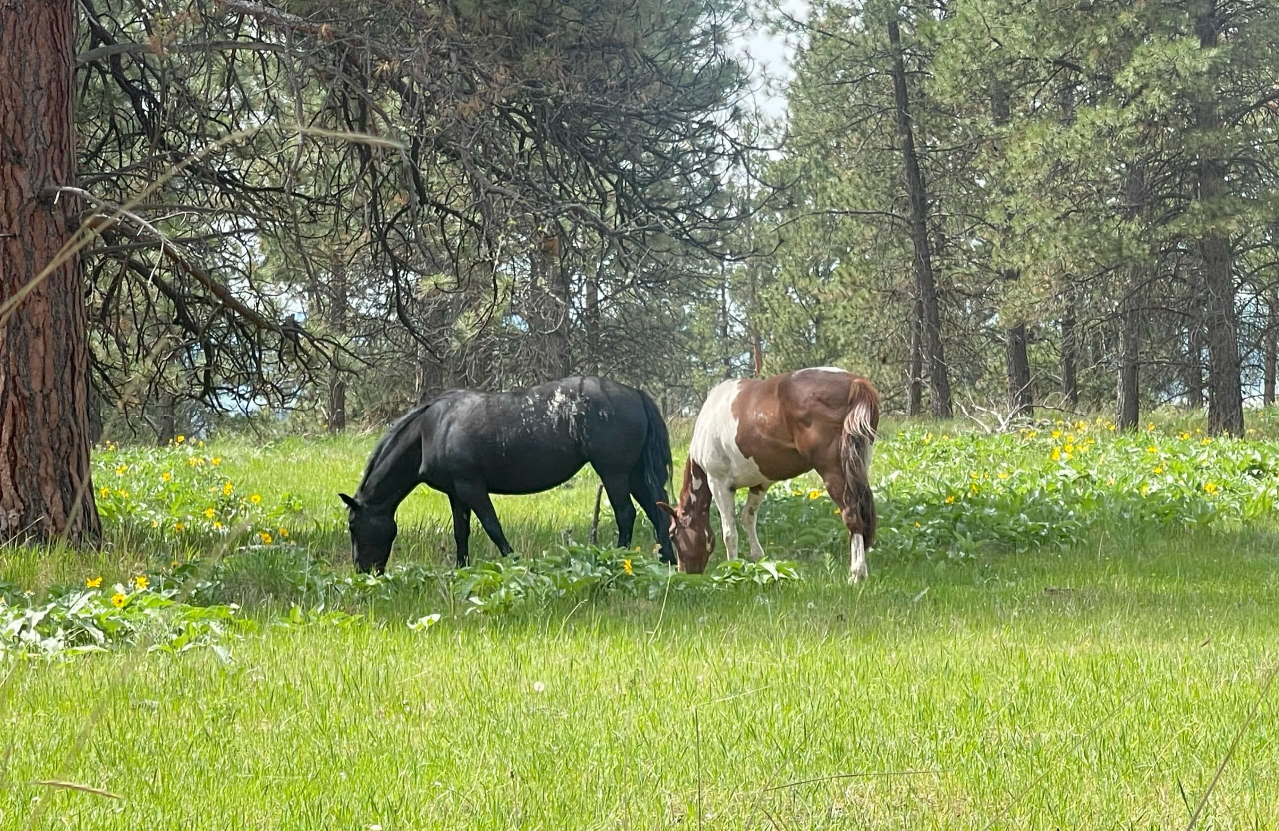Wild horses on Wild Horse Island near Flathead Lake